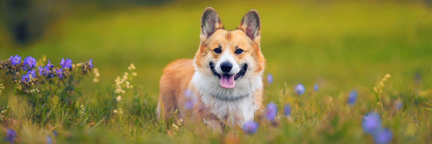 Corgi in a field of flowers