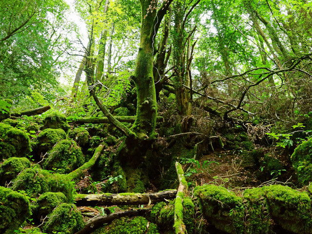 Puzzlewood