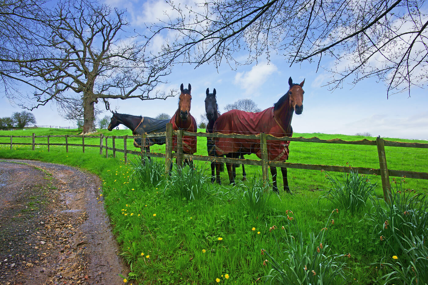 Four horses stood in a field in the Cotswolds