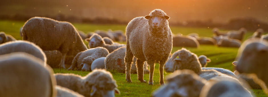 Sheep relaxing along the Hinchwick Manor route