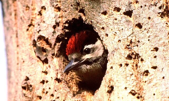 Greater Spotted Woodpecker peaking out of a hole in a tree near Gloucestershire in the Cotswolds