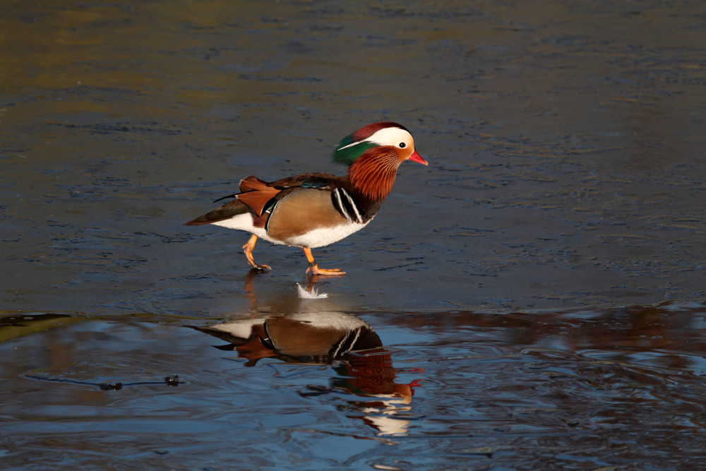 Mandarin Duck spotted in Gloucestershire
