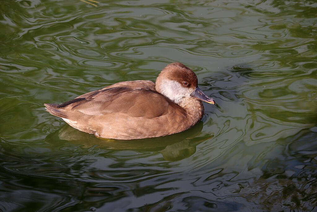 Red Crested Pochard at Cotswolds Water Park