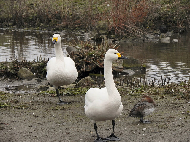 Swans at Slimbridge Wildlife and Wetlands Trust