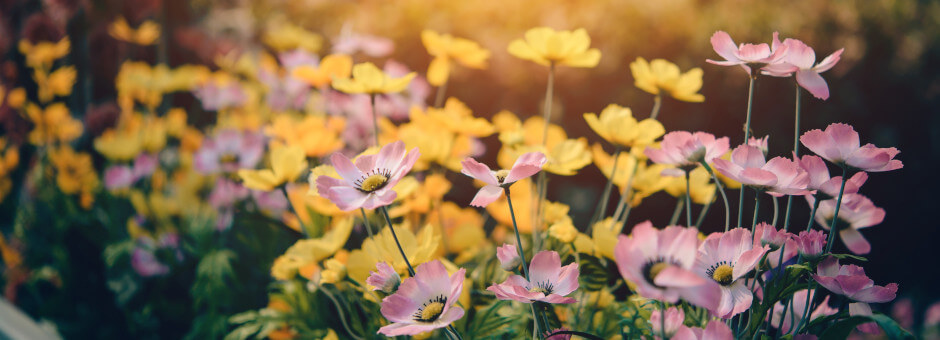 Flowers in bloom at The Royal Botanic Gardens