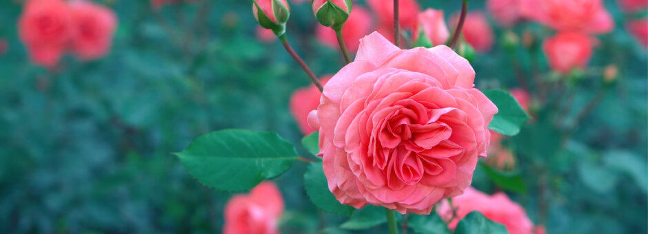 The rose garden at Wrest Park