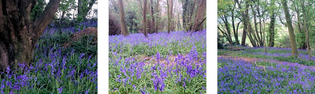 lassington-woods-highnam-cotswolds-bluebells-manor-cottages.jpg