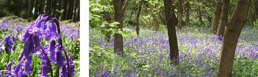 cotswolds-bluebells-oversley-woods-manor-cottages-blog.jpg