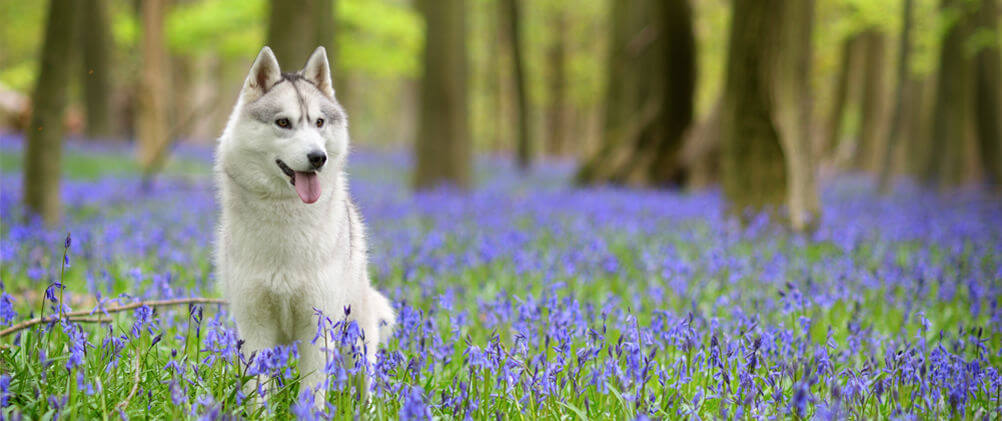 cotswolds-bluebells-foxholes-manor-cottages-blog.jpg