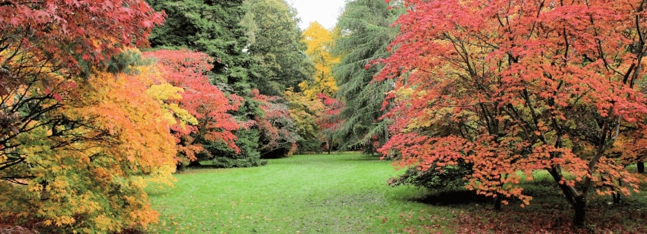 Autumnal trees at Westonbirt Arboretum