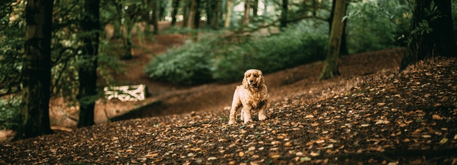 Small dog in forest