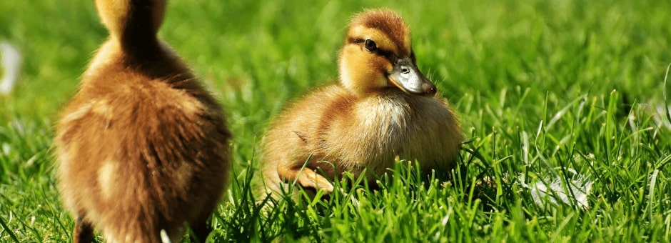 Fluffy ducklings at Cotswold Farm Park