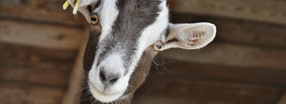 Goat peeking at camera at Cogges Manor Farm