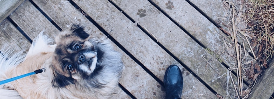 Small dog looking up at owner