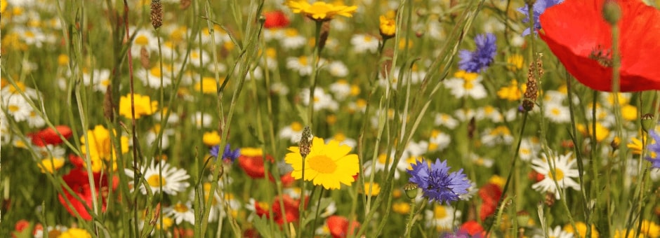 Wild flowers found at Burford Garden Company