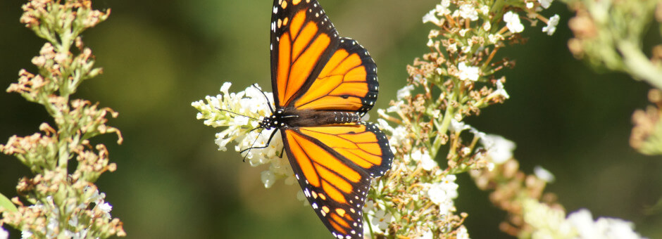 Close up of an organge and black butterfly sitting on a white flower