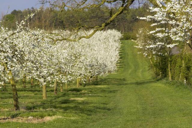 Blossom Vale of Evesham.