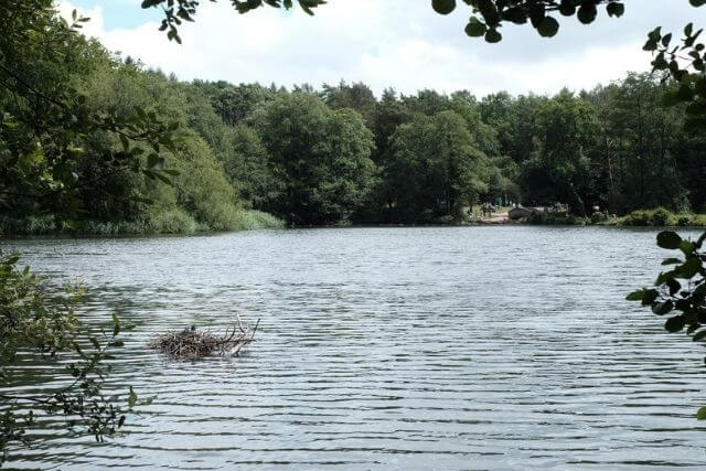 Pond surrounded by forest during the Cannop Ponds Walk