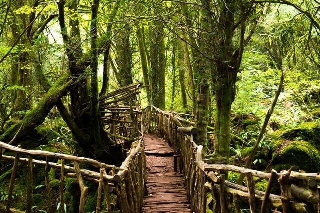 A bridge in the enchanting forest at Puzzlewood