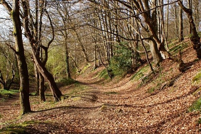 A delightful forest of dean walk