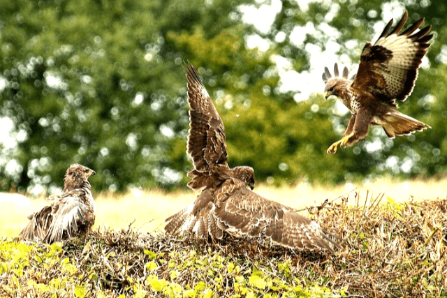 Red Kites Feeding