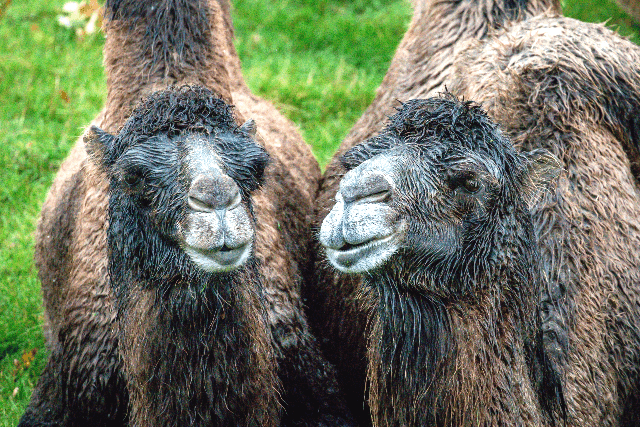 Camels at Longleat Safari Park