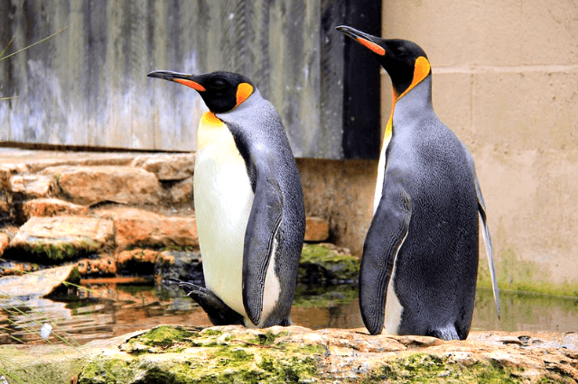 Birdland in Bourton on the Water