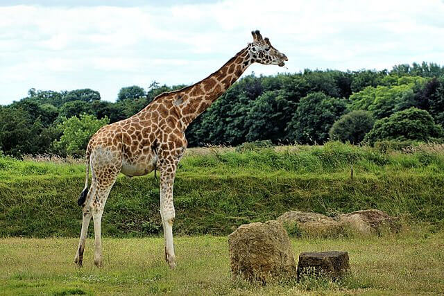 Giraffe at the zoo in Burford