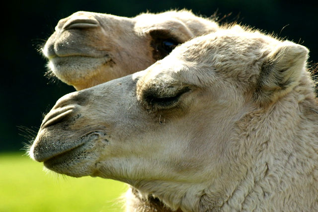 Camels at Heythrop