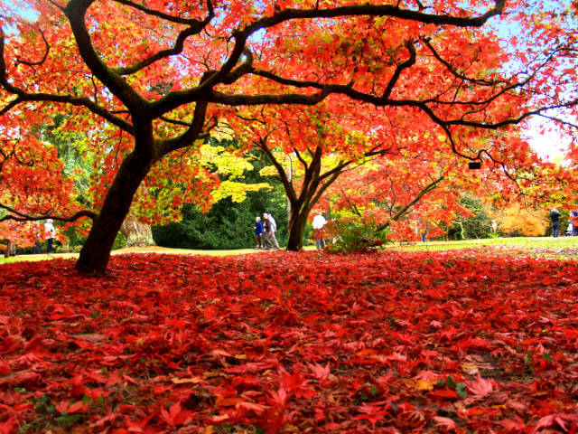 westonbirt arboretum