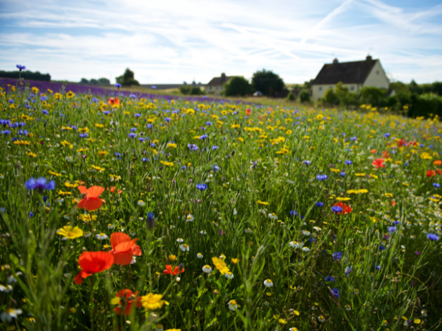 Wildflower Fields at Cotswold Lavender Farm