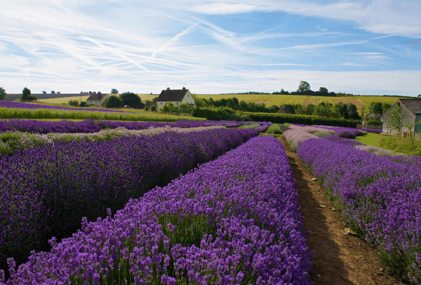 Cotswold's Lavender Fields (1)