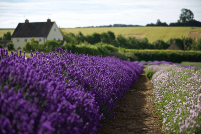 Cotswolds lavender farm
