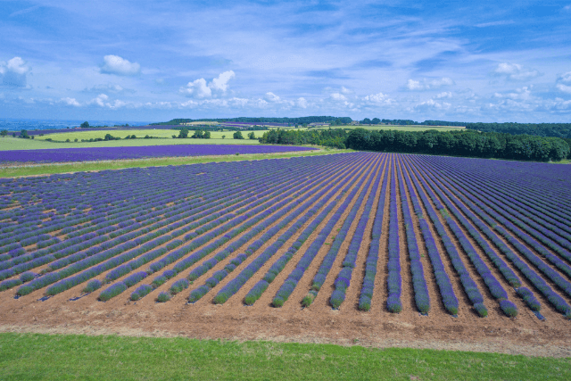 brightly coloured lavender fields in the Cotswolds