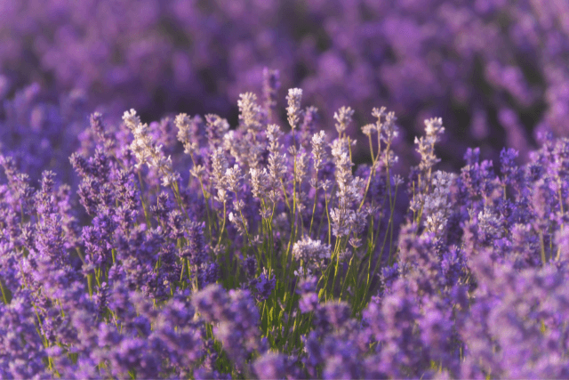 closeup of lavender