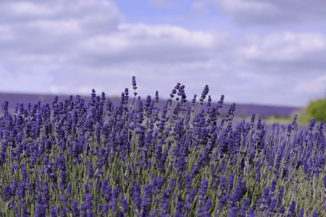 lavender fields