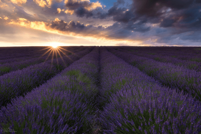 sunset over Cotswold lavender fields