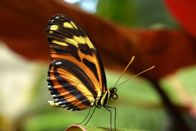 butterfly farm stratford