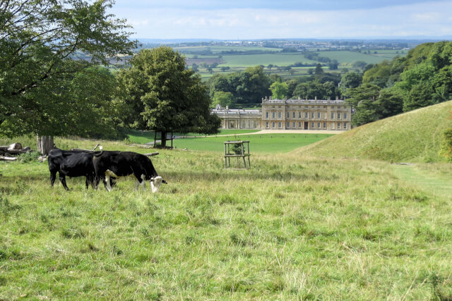National Trust walk with cows on field 