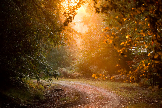 A winding path through the Forest of dean 