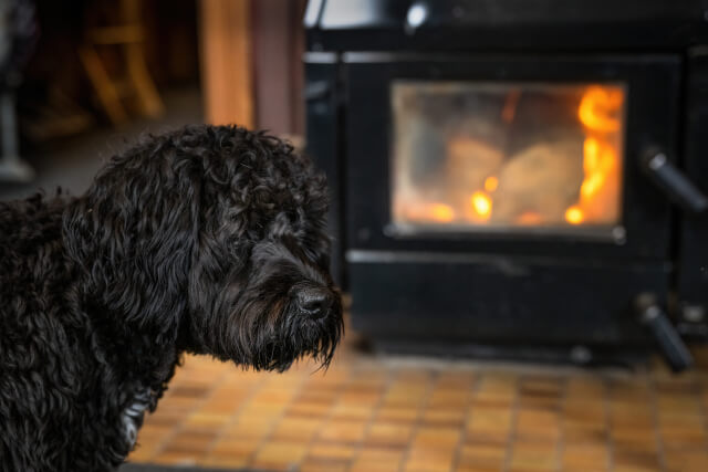 Black dog in front of cosy fire