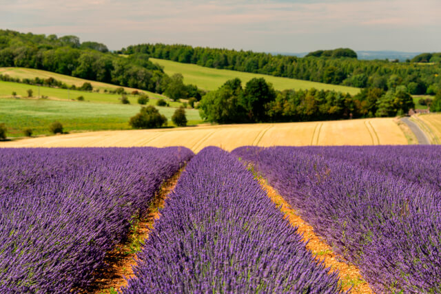 Cotswold Lavender with greenery in background