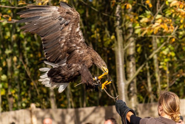 falconry centre