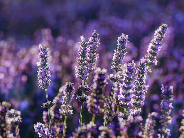 Lavender farm